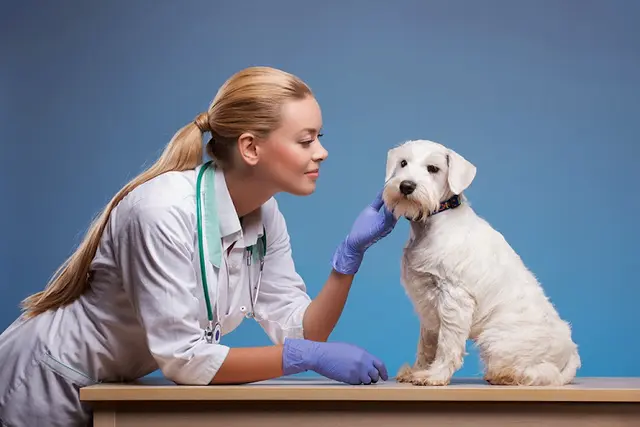 Pet vet Veterinary Out-Patient Clinic Fullerton