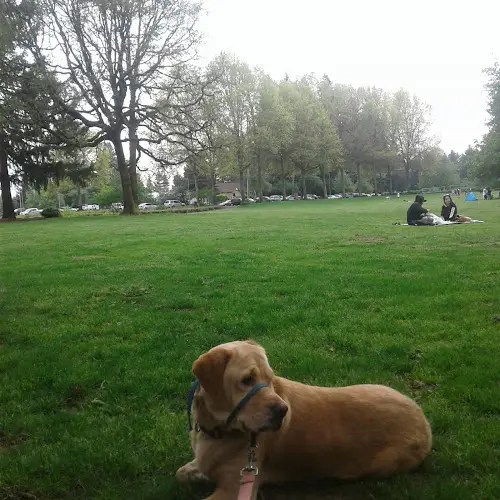 Dog Park ORCHARDS COMMUNITY PARK Vancouver
