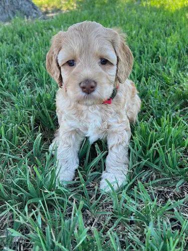 Dog breeder Delta Breeze Labradoodles Berkeley