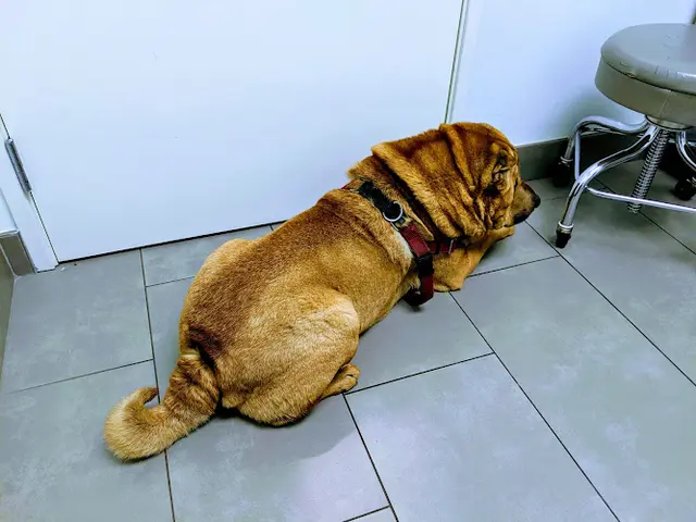 Pet vet Animal Dermatology Clinic Santa Monica