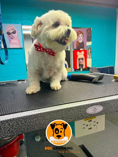 Dog Grooming Best Buddies Dog Grooming Bay Area San Mateo