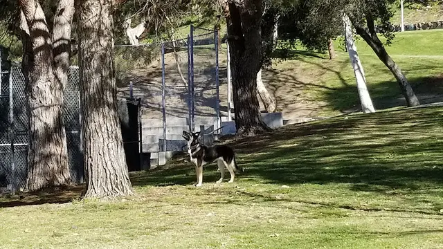 Dog Park Dunsmore Park Burbank