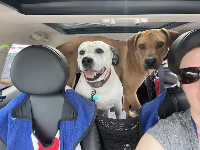 Pet boarding service Monte Vista Small Animal Hospital Modesto