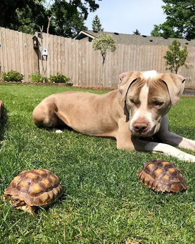 Dog day care center Razo's Pet Daycare & Boarding Portland