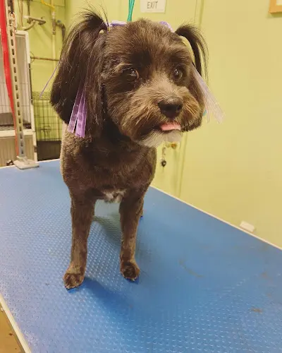 Dog Grooming Bare Bones Dog Wash Eugene