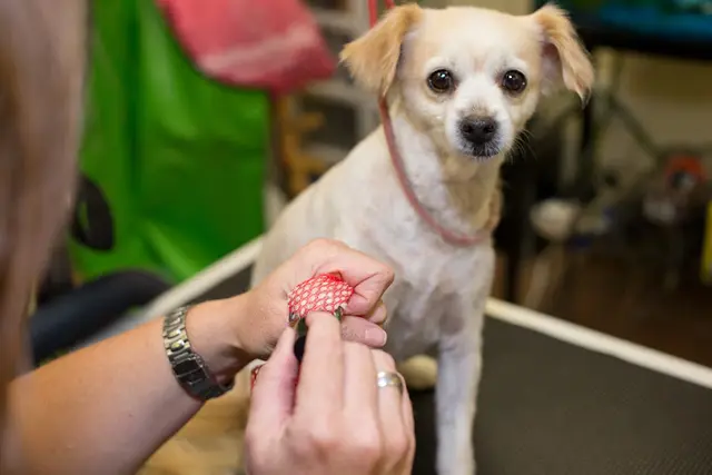 Dog day care center Dog Zone West Covina