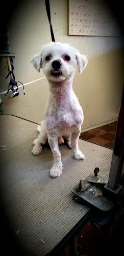 Dog Grooming Best Friends Grooming Daly City