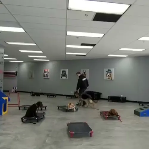 Dog trainer Sit Means Sit Dog Training South Orange County Orange
