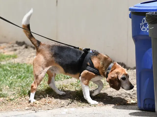 Dog trainer K9 Sniffers Oakland