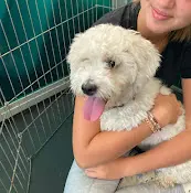 Rescue & Shelter Dogs Without Borders Inglewood