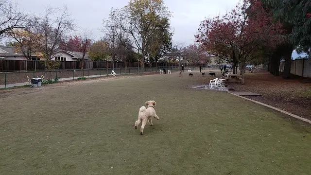 Dog Park Saratoga Creek Dog Park Santa Clara