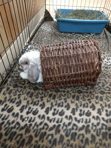 Pet boarding service House Rabbit Society Richmond