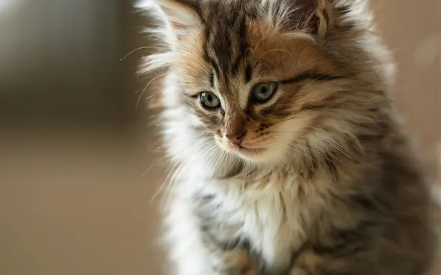 Rescue & Shelter Feral Paws Rescue Group Fresno