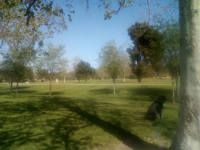 Dog Park Central Park Dropoff Huntington Beach