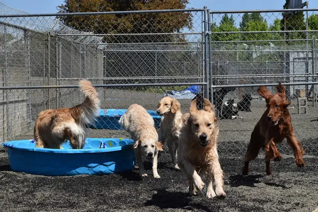 Dog trainer Best Friends Obedience & Agility School Salem