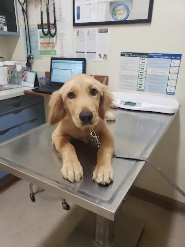 Pet vet College Pet Clinic Oceanside