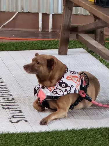 Dog day care center The Dog Society Chula Vista