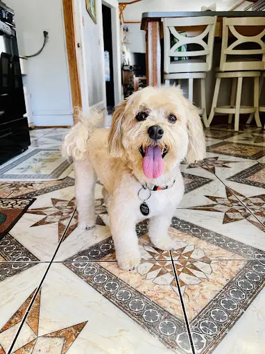 Pet boarding service Tail Wag'n Fun Mobile Pet Spaw Temecula