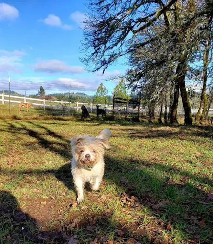 Dog day care center Tall Oaks Dog Resort LLC Hillsboro