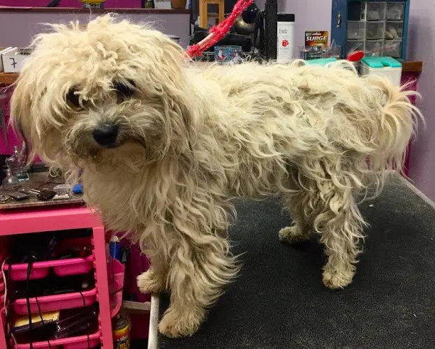 Dog Grooming Shaggy To Chic All Breed Pet Grooming Mission Viejo