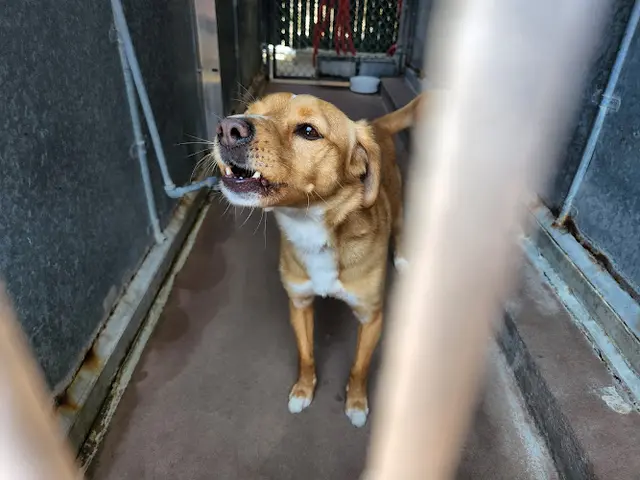 Dog breeder County of San Diego Department of Animal Services San Diego