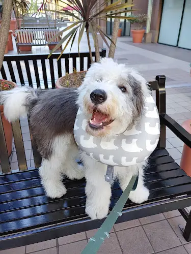Pet boarding service Alameda Pet Hospital Oakland