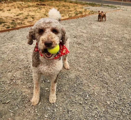 Pet boarding service A Bath and A Biscuit Vancouver