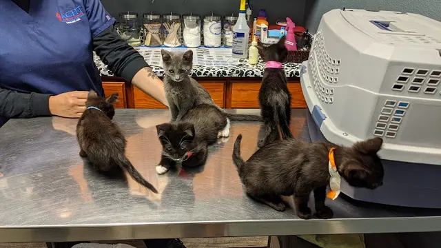 Pet vet Huntington Park Dog & Cat Clinic South Gate