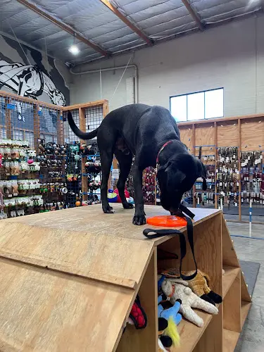 Dog breeder BlueCollar Working Dog Los Angeles