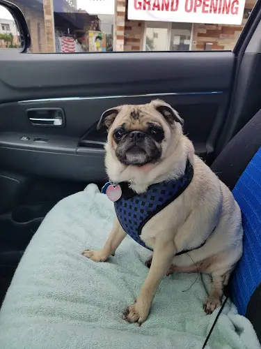 Pet boarding service Euphuria Pet Salon Burbank