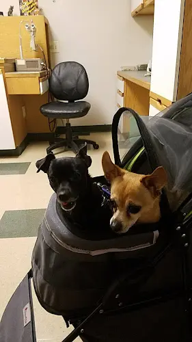 Pet vet Veterinary Vision Animal Eye Specialists San Mateo