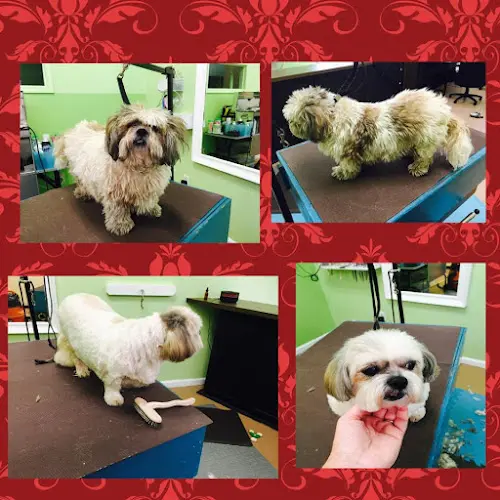 Dog Grooming The Bark Side Santa Rosa