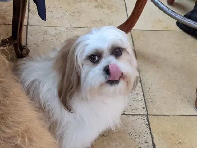 Dog Grooming Tender Loving Care Pet Grooming Hayward