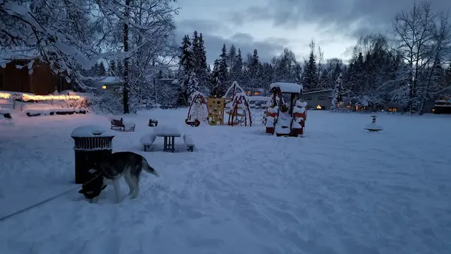 Dog Park Carlson Park Anchorage