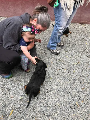 Dog day care center It's a Dog's Life Santa Rosa