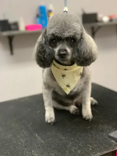 Pet boarding service Pawlished Pet Spa & Boutique Visalia