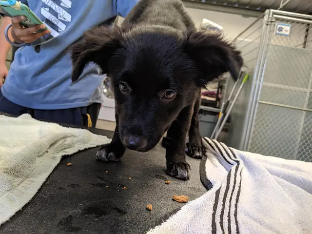 Rescue & Shelter Second Chance Animal Shelter Of Selma Fresno