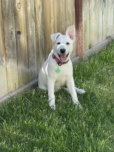 Dog trainer DogSpot Vista