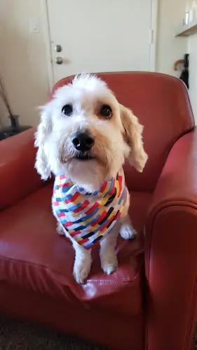 Dog Grooming Claremont Pet Grooming Pomona