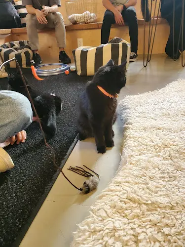 Rescue & Shelter NEKO Cat Cafe Seattle Seattle