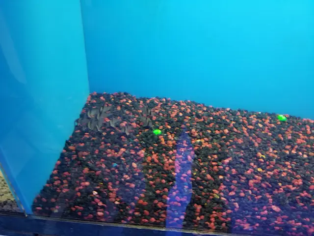 Dog breeder Ultimate Aquarium Visalia