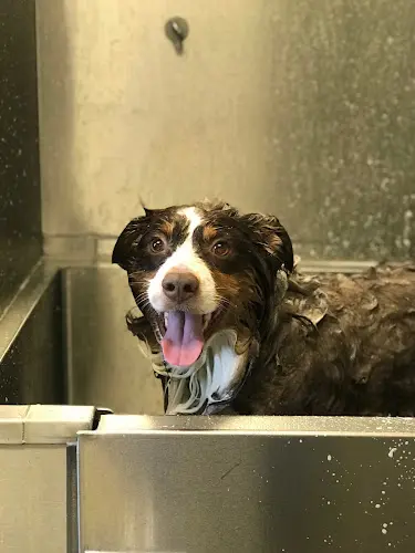 Pet vet VCA Chatsworth Veterinary Center Simi Valley