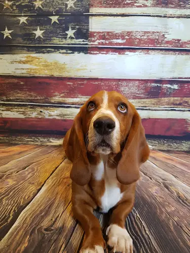 Dog Grooming Hound lounge grooming Bellingham