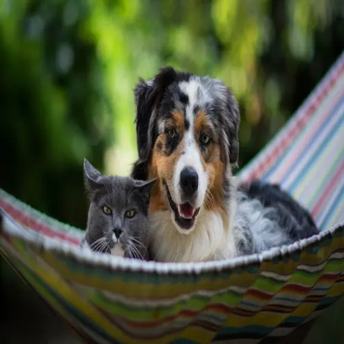 Pet vet Pacific Crest Equine & Pacific Crest Companion Animal Veterinary Hospital Visalia
