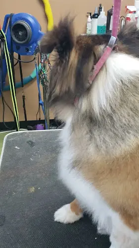 Dog Grooming All About Pets Grooming & Daycare Hesperia