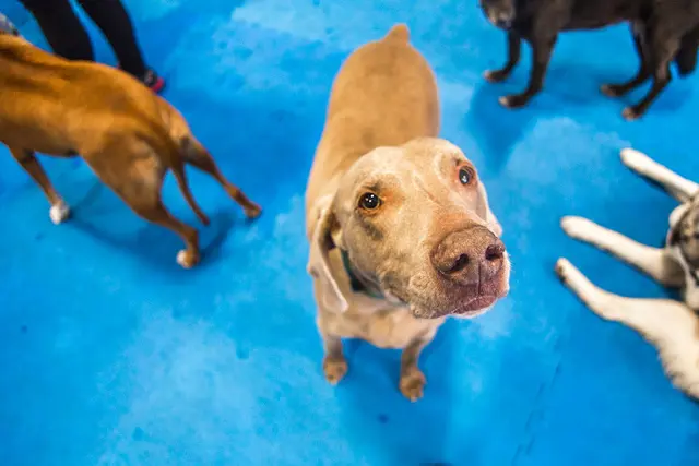 Dog breeder DogTown Gresham
