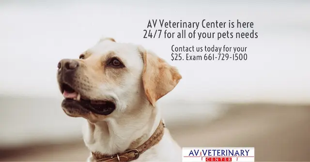Dog day care center AV Veterinary Center Lancaster