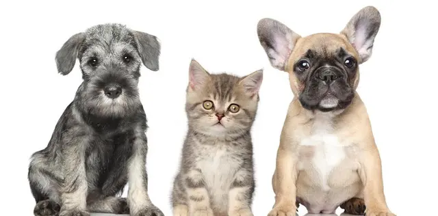 Dog Grooming Glendora Pet Spaw and Grooming West Covina