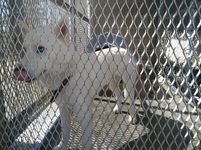 Dog breeder Oakdale Animal Control Modesto