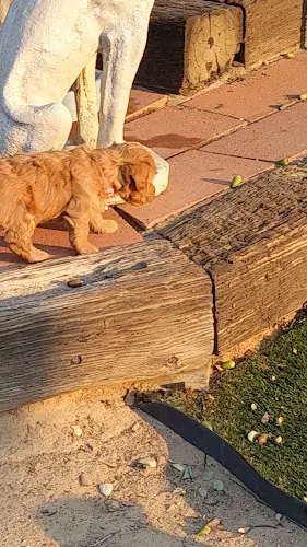Dog breeder Kern River Doodle Dogs Bakersfield